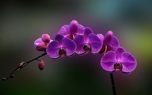 什么显卡才能吃*